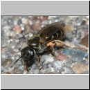 Lasioglossum sexstrigatum - Furchenbiene 09b 5mm gefolgt von Nomada sheppardana - Terasse det.jpg